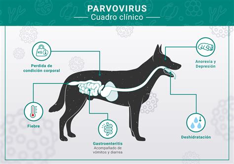 parvovirus canino